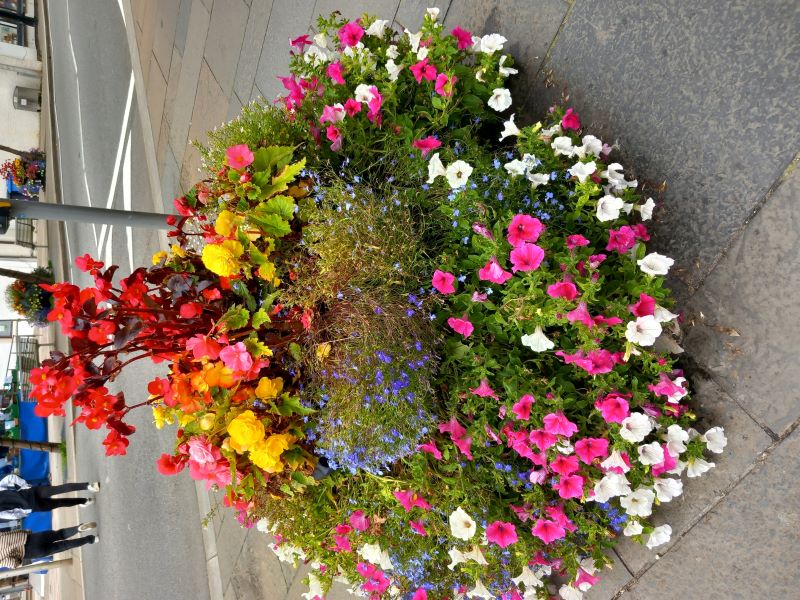 MOST SUCCESSFUL STORNOWAY IN BLOOM